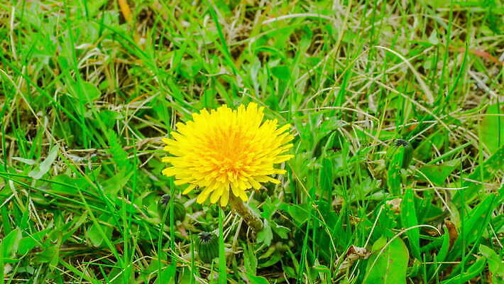 나무 계절 꽃잎 꽃 줄기 컬러 잎 밭 자연 사람 풍경 잔디 초원 사람없음 야외 초록색 여름 햇빛 노란색 침묵 봄 활발 시골 시간 개화 그룹 닫기 민들레 땅 알프스 장면 지역 꿀 삼각대 내추럴 멀티 절정 4K 타임랩스 MOV 해외동영상 클립영상 식물 유럽 컨셉 농업 모션 촬영기법 태양 소리 생태계 동영상 파일형식
