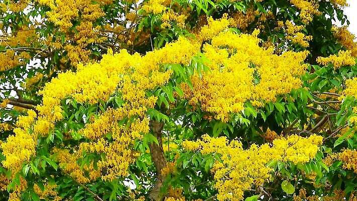 나무 식물 공원 꽃 아시아 잎 꽃무늬 오렌지 자연 사람없음 목재 초록색 뷰티 노란색 정원 스파 봄 성장 벚꽃 나뭇가지 신선 개화 황금 묘사 질감 아로마 내추럴 버마 안다만 MOV 해외동영상 클립영상 계절 공공시설 나라 바다 컬러 무늬 과일 재료 생태계 동영상 파일형식