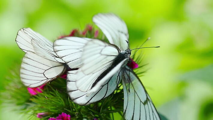 식물 계절 꽃잎 꽃 컬러 나비 곤충 백그라운드 잎 꽃무늬 날개 자연 초원 사람없음 야외 초록색 봄 벚꽃 흰색 산딸기 내추럴 MOV 해외동영상 클립영상 동물 무늬 과일 생태계 동영상 파일형식
