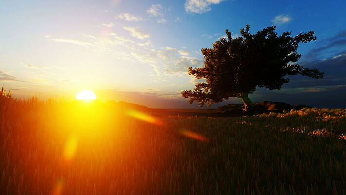 나무 식물 실루엣 백그라운드 자연 건조 사람없음 야외 초록색 환경 고요 일몰 황무지 큼 심볼 사파리 조경 랜드마크 사바나 벡터 MOV 해외동영상 클립영상 컬러 촬영기법 노을 크기 생태계 동영상 파일형식