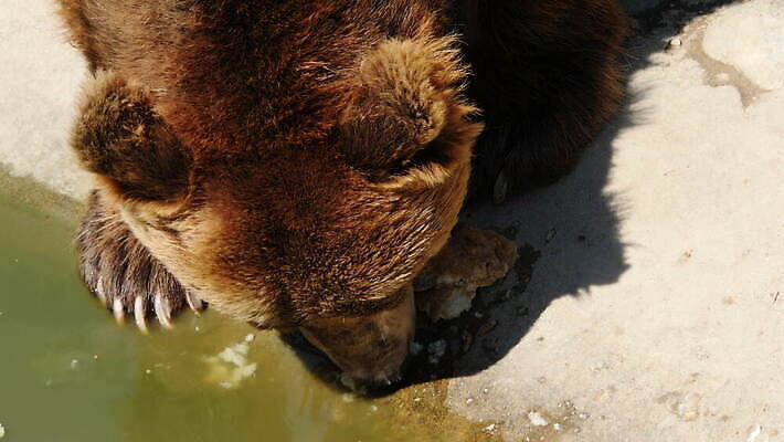 동물 응시 야생동물 컬러 곰 포유류 자연 털 동물원 사람없음 야외 갈색 머리 정원 힘 산책 분노 입 치아 보호 위험 큼 서커스 코 사냥 육식동물 사냥꾼 방문 솜털 목각 노려봄 고립 혼자 유라시아 4K MOV 해외동영상 클립영상 직업 시선 감정 유럽 아시아 컨셉 휴식 표정 신체부위 소화기관 크기 생태계 동영상 파일형식