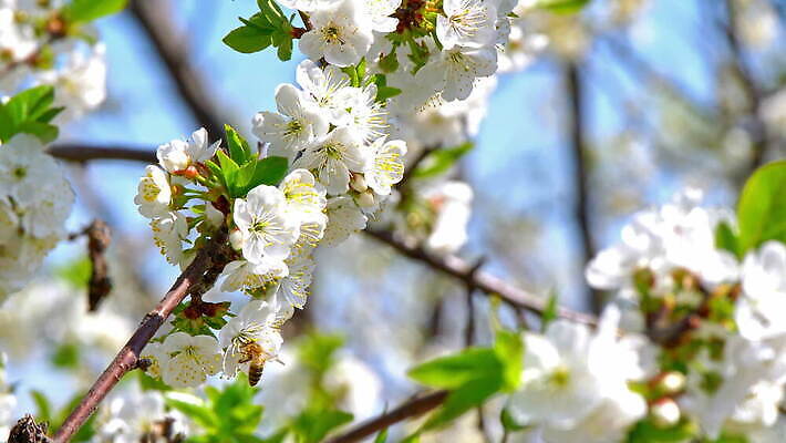 나무 식물 계절 꽃잎 꽃 줄기 분홍색 백그라운드 잎 꽃무늬 자연 하늘 사람없음 파란색 정원 일본 봄 성장 벚꽃 흰색 나뭇가지 개화 체리 닫기 벌 묘사 내추럴 4K MOV 해외동영상 클립영상 아시아 컬러 곤충 무늬 과일 모션 생태계 동영상 파일형식