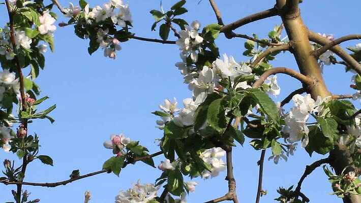 나무 식물 계절 꽃잎 꽃 줄기 잎 자연 바람 풍경 사람없음 야외 햇빛 정원 일본 봄 성장 벚꽃 나뭇가지 전원 신선 개화 체리 수분 4월 벌 화단 부드러움 꿀 MOV 해외동영상 클립영상 자연요소 아시아 곤충 과일 날씨 태양 감각 날짜 전기에너지 생태계 동영상 파일형식