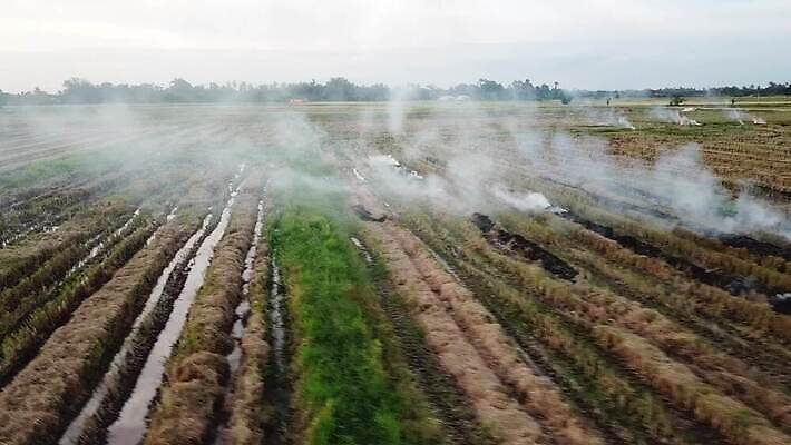 식물 계절 아시아 자연 불 불꽃 건조 사람없음 야외 초록색 농장 농경지 갈색 환경 수확 시골 뜨거움 오염 연기 위험 땅 밀짚 내추럴 논밭 밭일 화상 4K MOV 해외동영상 클립영상 자연요소 나라 컬러 컨셉 밭 농업 논 짚 상처 생태계 동영상 파일형식