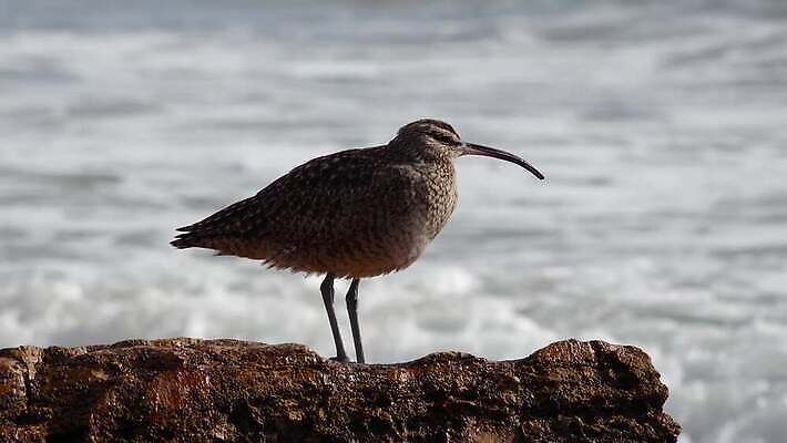 동물 야생동물 파도 자연 조류 해변 사람없음 옆모습 물 서핑 깃털 부리 캘리포니아 태평양 철새 석호 내추럴 동물상 산티아고 4K MP4 해외동영상 클립영상 자연요소 바다 뷰포인트 조형물 미국 수상스포츠 생태계 동영상 파일형식