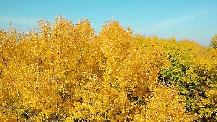 나무 계절 공원 백그라운드 잎 모션 왕관 안테나 사람없음 야외 빨간색 하이앵글 컬러풀 노란색 환경 맑음 일몰 활발 시골 황금 숲 큼 에코 생태계 질감 머리위 항공촬영 넘어짐 드론 미루나무 삼림지대 4K MOV 해외동영상 클립영상 식물 공공시설 뷰포인트 컬러 컨셉 통신 날씨 노을 크기 동영상 파일형식