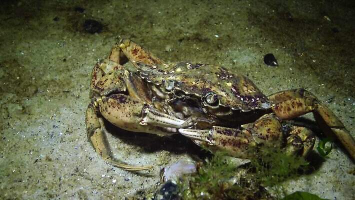 동물 야생동물 바다 절지류 자연 새우 무척추동물 갑각류 사람없음 물 환경 바닷속 수중 게 가재 생태계 생물학 암 고립 동물상 발톱 생태학 소금물 4K 수중영상 MP4 해외동영상 클립영상 자연요소 교육 발 조형물 질병 동영상 파일형식