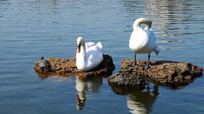 동물 커플 실루엣 호수 백그라운드 가족 자연 사랑 사람없음 물 파란색 강 반사 수영 흰색 하트 아기 연못 거북이 깃털 백조 고립 벙어리 4K MP4 해외동영상 클립영상 자연요소 모양 감정 컬러 관계 파충류 조류 촬영기법 사람 수상스포츠 생태계 동영상 파일형식
