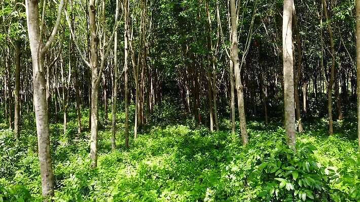 나무 식물 산업 아시아 백그라운드 잎 농업 태국 자연 사람없음 야외 목재 초록색 빛 농장 일출 환경 우유 수확 흰색 나뭇가지 신선 막대기 사발 떨어짐 숲 자르기 수집 타이어 고무 잡동사니 내추럴 라텍스 MP4 해외동영상 클립영상 나라 컬러 컨셉 재료 모션 유제품 노을 사기그릇 생태계 동영상 파일형식