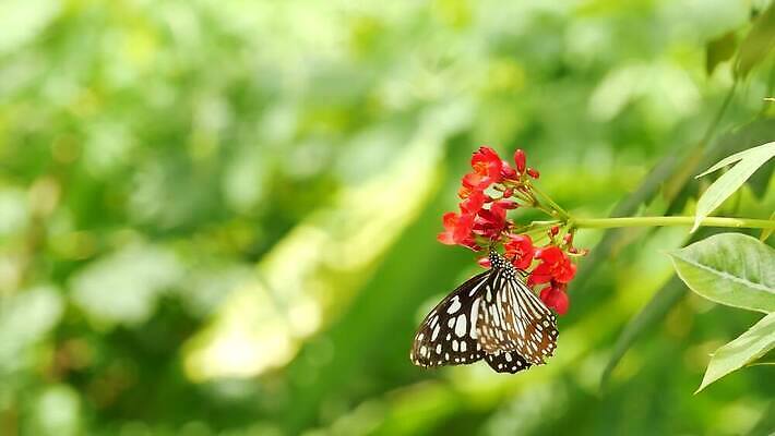 공원 야생동물 나비 곤충 백그라운드 잎 날개 자연 열대 앉기 사람없음 초록색 여름 빛 정원 화목 봄 젖음 전원 신선 닫기 소프트포커스 숲 열대우림 질감 꿀 단아함 동물상 변태 생태학 이국적 파라다이스 카피스페이스 그리너리 4K MP4 해외동영상 클립영상 식물 동물 계절 공공시설 교육 컬러 컨셉 모션 촬영기법 조형물 공백 전기에너지 생태계 동영상 파일형식 트랜드컬러
