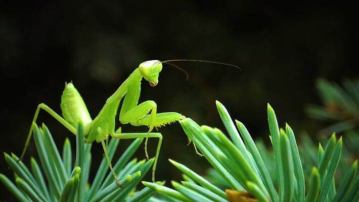 동물 여자 야생동물 곤충 잎 절지류 자연 무척추동물 안테나 사람없음 초록색 흰색 기도 육식동물 포식 4K MP4 해외동영상 클립영상 식물 컬러 통신 사람 생태계 동영상 파일형식