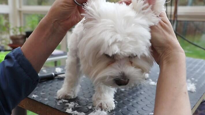 동물 직업 응시 백그라운드 포유류 모션 탁자 털 관리 사람없음 반려동물 머리 장비 흰색 개 테리어 몸단장 송곳니 기르기 앞머리 옛날 순혈 MOV 해외동영상 클립영상 헤어스타일 시선 컬러 가구 신체부위 치아 동영상 돌봄 파일형식