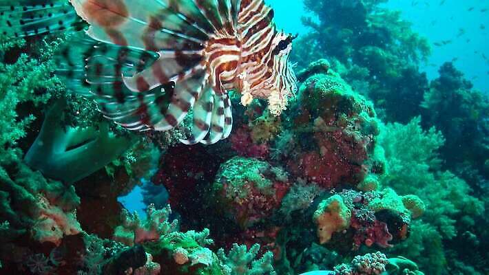 동물 야생동물 바다 컬러 낚시 이집트 어류 사람없음 물 컬러풀 바닷속 수중 수영 수중동물 산호 산호초 다이빙 스쿠버다이빙 소금 낚시꾼 암초 홍해 해파리 깊이 생태학 이국적 4K MP4 해외동영상 클립영상 자연요소 교육 아프리카 레저 수상스포츠 수중식물 자포동물 동영상 수중스포츠 파일형식