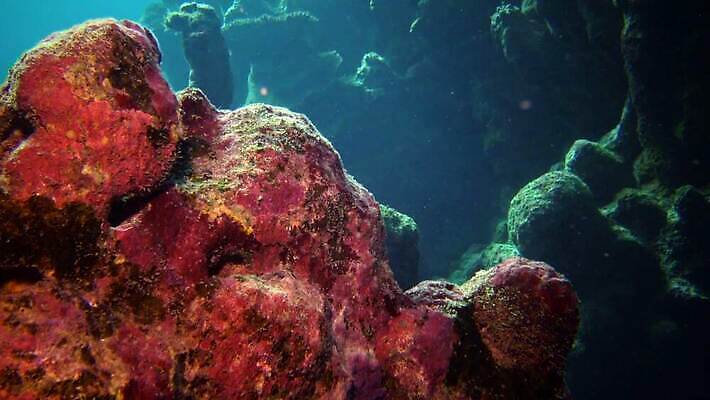 동물 야생동물 바다 컬러 백그라운드 자연 낚시 이집트 어류 사람없음 빨간색 물 파란색 컬러풀 환경 바닷속 수중 수영 수중동물 산호 산호초 다이빙 스쿠버다이빙 소금 암초 홍해 해파리 깊이 생태학 이국적 4K MP4 해외동영상 클립영상 자연요소 교육 아프리카 레저 수상스포츠 수중식물 자포동물 생태계 동영상 수중스포츠 파일형식