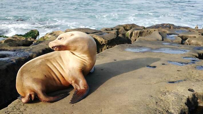 동물 바다 자연 휴식 사람없음 미국 황무지 우아함 달콤 몸무게 큼 물개 비만 환경보전 만족 캘리포니아 무거움 서식지 느림 기어가기 단아함 산티아고 4K MP4 해외동영상 클립영상 멸종위기종 감정 컨셉 북아메리카 포유류 모션 바다동물 무게 맛 크기 사회이슈 몸매 생태계 동영상 파일형식