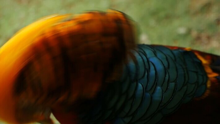 동물 드레스 남자 야생동물 컬러 백그라운드 오렌지 자연 조류 성인 사람없음 장식 빨간색 파란색 빛 컬러풀 뷰티 노란색 머리 걷기 중국 줄무늬 활발 흰색 황금 닫기 깃털 꿩 수탉 고립 동물상 봉황 이국적 MOV 해외동영상 클립영상 옷 아시아 컨셉 무늬 과일 모션 사람 신체부위 조형물 닭 수컷 생태계 동영상 파일형식