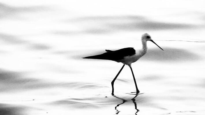 주간 동물 응시 아시아 호수 파도 바다 줄기 날개 자연 갈매기 조류 낚시 어류 사람없음 물 파란색 모래사장 햇빛 회색 연못 잡기 황무지 저녁 먹이 인도인 먹기 왜가리 검색 호기심 사냥 부리 바둑 발견 MOV 해외동영상 클립영상 자연요소 외국인 식물 시선 감정 나라 컬러 컨셉 모션 놀이 레저 동양인 태양 수중동물 야간 생태계 동영상 파일형식