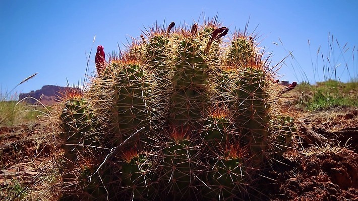 나무 식물 공원 꽃 길 밭 자연 하늘 산 선인장 사람없음 초록색 파란색 사막 시골 소나무 숲 언덕 내추럴 4K MP4 해외동영상 클립영상 공공시설 컬러 농업 생태계 동영상 파일형식