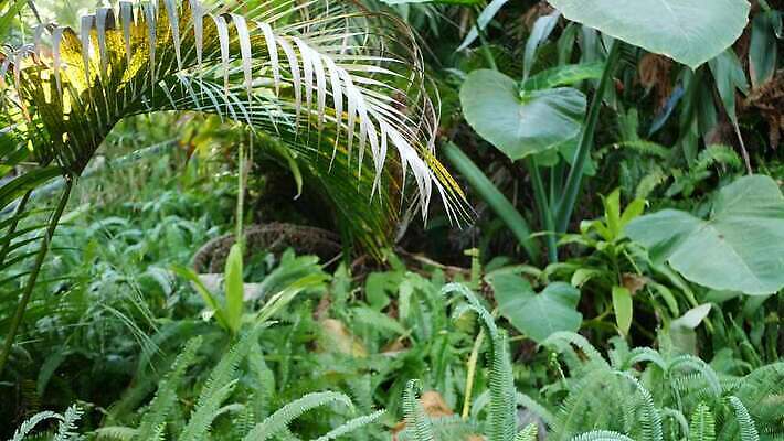 식물 백그라운드 단풍 잎 손바닥 그림자 사람없음 초록색 뷰티 어둠 활발 신선 황무지 티켓 분위기 숲 그늘 열대우림 순수 환경보전 에코 생태계 상록수 내추럴 강렬 광합성 깊이 삼림지대 아마존 양치류 이국적 파라다이스 카피스페이스 그리너리 4K MP4 해외동영상 클립영상 손 컬러 컨셉 환경 공백 사회이슈 동영상 파일형식 트랜드컬러