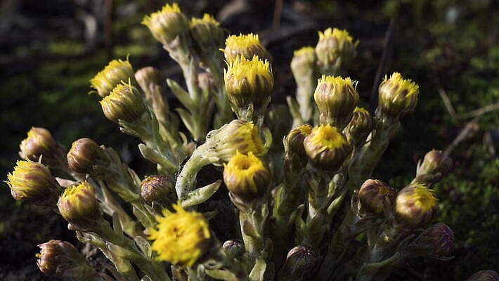 식물 계절 꽃 컬러 꽃무늬 자연 아침 국화 사람없음 야외 컬러풀 햇빛 노란색 봄 숲 내추럴 4K 타임랩스 MOV 해외동영상 클립영상 주간 무늬 촬영기법 태양 생태계 동영상 파일형식