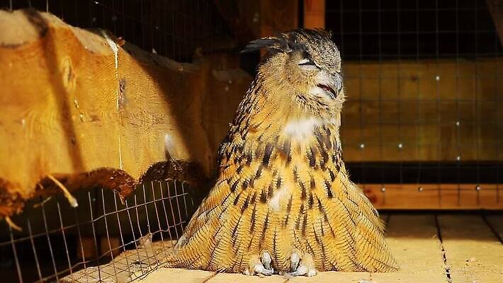 동물 공원 얼굴 야생동물 컬러 백그라운드 밭 포유류 가족 자연 벽지 조류 동물원 사람없음 야외 컬러풀 세계 태양 노란색 머리 정원 어둠 흰색 떨어짐 숲 깃털 생태계 사냥 부엉이 멀리 이국적 유라시아 MOV 해외동영상 클립영상 자연요소 공공시설 유럽 아시아 컨셉 농업 관계 신체부위 동영상 파일형식