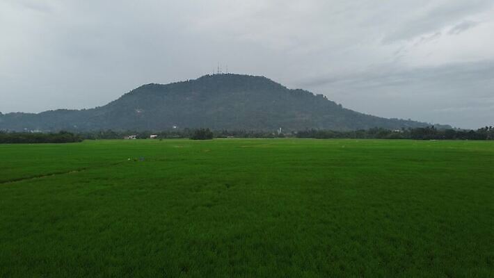 식물 계절 아시아 문화 백그라운드 농업 자연 바람 풍경 초원 사람없음 야외 초록색 여름 농장 환경 봄 성장 시골 신선 땅 내추럴 논밭 밭일 4K MOV 해외동영상 클립영상 자연요소 나라 산업 컬러 밭 날씨 논 생태계 동영상 파일형식