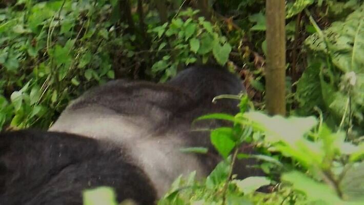 동물 공원 얼굴 야생동물 포유류 아프리카 자연 털 동물원 앉기 사람없음 초록색 원숭이 숲 큼 열대우림 사파리 멸종 유인원 고릴라 르완다 우간다 콩고 MOV 해외동영상 클립영상 공공시설 나라 컬러 모션 신체부위 크기 생태계 동영상 파일형식