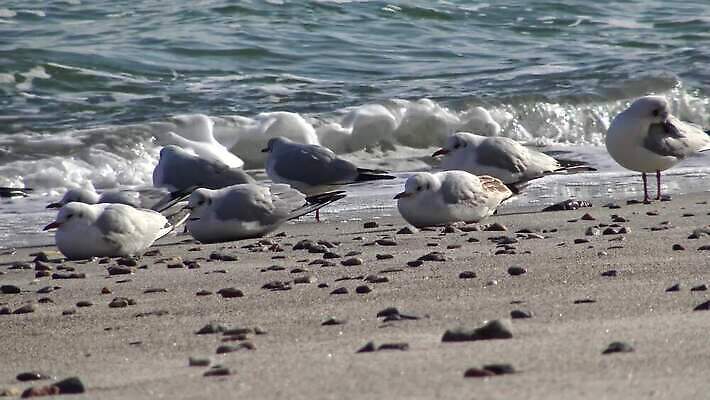 동물 계절 호수 야생동물 바다 백그라운드 겨울 자연 갈매기 조류 어류 해변 사람없음 야외 물 파란색 검은색 봄 흰색 청어 4K MP4 해외동영상 클립영상 자연요소 컬러 수중동물 생태계 동영상 파일형식