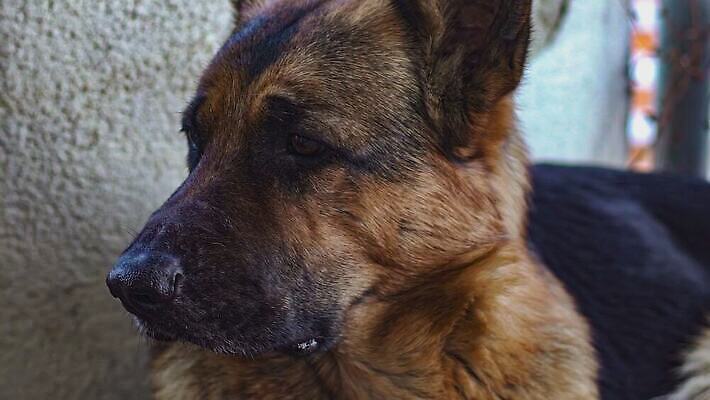 동물 응시 공원 행복 포유류 모션 자연 놀이 사람없음 야외 초록색 반려동물 갈색 귀여움 정원 검은색 봄 탐험 흰색 신생아 닫기 개 달콤 강아지 작음 래브라도리트리버 속도 코 탐사 느림 기르기 돌봄 4K 순혈 MOV 해외동영상 슬로모션 클립영상 시선 계절 공공시설 감정 컬러 컨셉 촬영기법 신체부위 아기 리트리버 맛 크기 생태계 동영상 파일형식