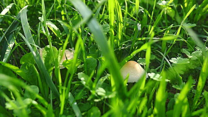 나무 식물 계절 공원 줄기 여행 백그라운드 단풍 잎 패턴 밭 농업 오렌지 자연 휴식 잔디 사람없음 야외 목재 가로 초록색 빛 햇빛 노란색 환경 버섯 활발 성장 신선 숲 작음 9월 강의 땅 곰팡이 땅바닥 4K MOV 해외동영상 클립영상 공공시설 산업 컬러 컨셉 무늬 과일 재료 바닥 태양 날짜 크기 생태계 동영상 파일형식