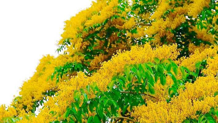 나무 식물 공원 꽃 아시아 잎 꽃무늬 오렌지 자연 사람없음 목재 초록색 뷰티 노란색 정원 스파 봄 성장 벚꽃 나뭇가지 신선 개화 황금 묘사 질감 아로마 내추럴 버마 안다만 MOV 해외동영상 클립영상 계절 공공시설 나라 바다 컬러 무늬 과일 재료 생태계 동영상 파일형식