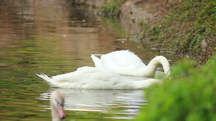 동물 공원 호수 야생동물 여행 자연 조류 휴가 사람없음 물 강 반사 머리 평화 마을 정원 골짜기 수영 침묵 거울 흰색 전원 시골 연못 우아함 순수 깃털 싱글 백조 물새 MOV 해외동영상 클립영상 자연요소 공공시설 컬러 컨셉 신체부위 소리 수상스포츠 전기에너지 생태계 동영상 파일형식
