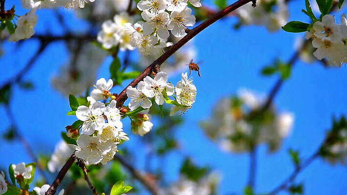 나무 식물 계절 꽃잎 꽃 분홍색 백그라운드 잎 꽃무늬 자연 하늘 사람없음 정원 맑음 봄 벚꽃 흰색 나뭇가지 신선 개화 체리 닫기 사과 5월 원예 보케 부드러움 내추럴 MOV 해외동영상 슬로모션 클립영상 컬러 무늬 과일 모션 날씨 촬영기법 취미 감각 날짜 생태계 동영상 파일형식