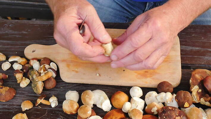 직업 계절 음식 부분 손가락 자연 요리 취미 사람없음 야외 갈색 버섯 업무 칼 자르기 청소 묘사 준비 날것 냄새 뿌리 점토 스펀지 곰팡이 민달팽이 식용 인내 캡모자 4K MOV 해외동영상 클립영상 모자_잡화 손 컬러 모션 작업 생태계 동영상 파일형식 달팽이_동물