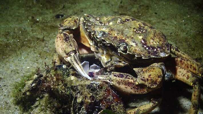 동물 야생동물 바다 절지류 자연 새우 무척추동물 갑각류 사람없음 물 환경 바닷속 수중 게 가재 생태계 생물학 암 고립 동물상 발톱 생태학 소금물 4K 수중영상 MP4 해외동영상 클립영상 자연요소 교육 발 조형물 질병 동영상 파일형식