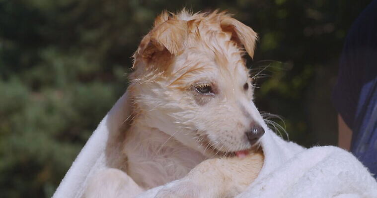 동물 응시 행복 새끼 포유류 털 따뜻함 관리 사람없음 야외 물 반려동물 노란색 목욕 젖음 개 달콤 강아지 빨래 작음 담요 송곳니 기르기 유래 4K 순혈 MOV 해외동영상 클립영상 자연요소 시선 감정 컬러 가사 청결 맛 치아 크기 동영상 돌봄 파일형식
