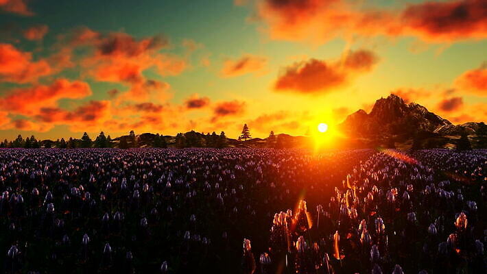 나무 식물 전통 계절 꽃 유럽 문화 여행 농업 자연 하늘 바람 산 사람없음 야외 파란색 농장 노란색 보라색 일몰 프랑스 수확 농촌 소나무 약초 땅 향수 생태계 화단 아로마테라피 수평선 MOV 해외동영상 클립영상 자연요소 나라 산업 컬러 날씨 노을 화장품 시골 풀_식물 테라피 동영상 파일형식