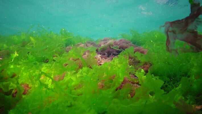 식물 야생동물 바다 백그라운드 자연 사람없음 초록색 물 세계 바닷속 수중 해조류 광합성 산화 생태학 소금물 4K 수중영상 MP4 해외동영상 클립영상 자연요소 동물 교육 컬러 해양식물 생태계 동영상 파일형식