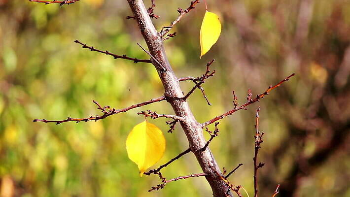 나무 식물 계절 공원 백그라운드 컨셉 단풍 잎 패턴 오렌지 자연 벽지 추상 프레임 건조 풍경 사람없음 야외 장식 빨간색 빛 컬러풀 태양 갈색 노란색 환경 활발 덮개 가을 나뭇가지 황금 숲 유기농 질감 내추럴 블러 국경 MOV 해외동영상 클립영상 자연요소 웰빙 공공시설 컬러 무늬 과일 뚜껑 생태계 동영상 파일형식