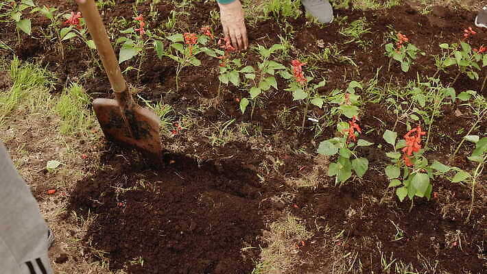 식물 꽃 지구 농업 자연 노동자 취미 사람없음 초록색 새싹 환경 정원 흙 봄 성장 공구 시골 침대 업무 농부 삽 준비 유기농 원예 화단 먼지 땅바닥 땅파기 모종 원예사 조작 파종 4K MOV 해외동영상 클립영상 직업 웰빙 계절 산업 컬러 가구 바닥 농사 도구 작업 생태계 동영상 파일형식