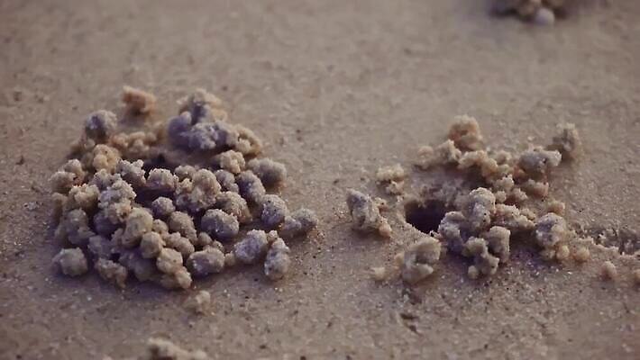 동물 디자인 아시아 야생동물 모래 바다 섬 여행 백그라운드 패턴 공 태국 자연 조류 표면 생물 갑각류 사람없음 야외 물 모래사장 갈색 환경 젖음 게 구멍 유령 작음 낟알 썰물 질감 진흙 서식지 내추럴 땅바닥 생태학 집게발 4K MOV 해외동영상 클립영상 자연요소 교육 나라 컬러 무늬 바닥 크기 생태계 동영상 파일형식