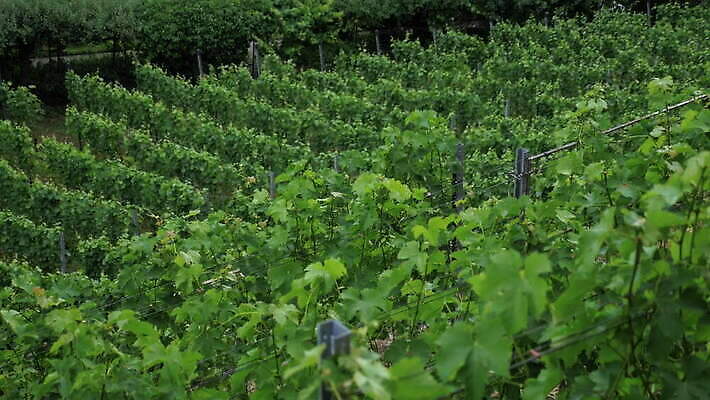 계절 호수 건축양식 자연 지붕 산 파노라마 풍경 사람없음 야외 건물 물 여름 관광지 햇빛 도시 역사 스위스 타운 랜드마크 명승지 4K 틸트업 MOV 해외동영상 클립영상 자연요소 건축물 건축 유럽 여행 촬영기법 태양 생태계 동영상 파일형식