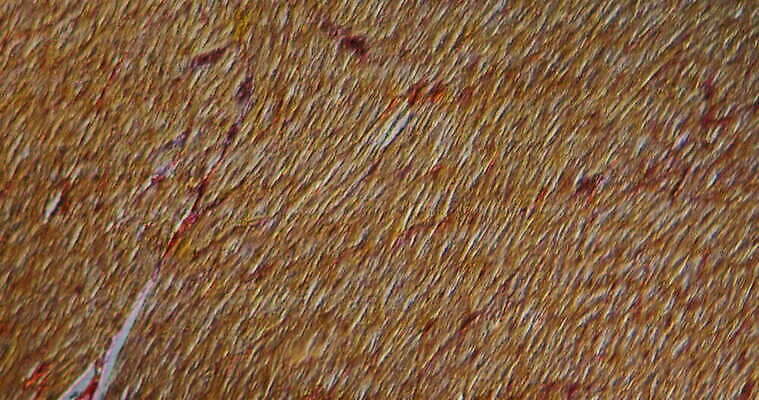 과학 이동 패턴 세포 사람없음 빨간색 파란색 약 시험 성장 조직 개 확대 질병 지원 4K 현미경관찰 MOV 해외동영상 클립영상 교육 컬러 컨셉 무늬 포유류 의학 관찰 동영상 파일형식