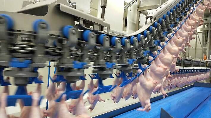 산업 선 음식 조각 공장 실내 매달리기 육류 사람없음 요식업 기계 장비 벨트 신선 업무 제조 상품 자르기 준비 날것 시스템 자동 정육점 컨베어밸트 개조 MOV 해외동영상 클립영상 잡화 식재료 공업 모션 내부 상점 작업 동영상 파일형식