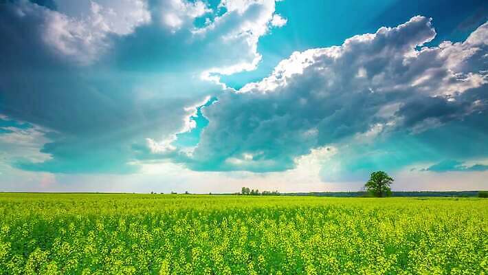 식물 계절 꽃 컬러 밭 농업 자연 하늘 날씨 잔디 사람없음 파란색 농작물 컬러풀 햇빛 태양 농장 환경 맑음 봄 시골 시간 땅 유채 폭풍 흐림 내추럴 카놀라 평야 폭풍우 수평선 4K 타임랩스 MP4 해외동영상 클립영상 자연요소 산업 촬영기법 비_날씨 자연재해 생태계 동영상 파일형식