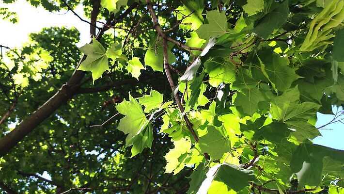 나무 식물 외관 계절 공원 백그라운드 잎 자연 조명 사람없음 야외 아웃포커스 초록색 빛 하이앵글 컬러풀 햇빛 태양 갈색 노란색 맑음 봄 나뭇가지 황금 숲 내추럴 4K HD MP4 해외동영상 클립영상 자연요소 공공시설 뷰포인트 컬러 날씨 촬영기법 생태계 동영상 파일형식
