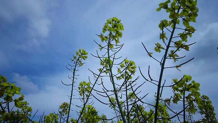 식물 구름 꽃 백그라운드 밭 농업 하늘 스웨덴 씨앗 풍경 사람없음 초록색 파란색 농장 노란색 환경 봄 에너지 시골 개화 기름 유채 생태계 땅바닥 밭일 카놀라 4K MP4 해외동영상 클립영상 자연요소 계절 산업 음식 컬러 바닥 북유럽 동영상 파일형식