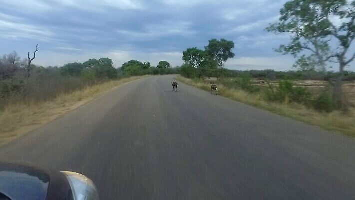 야생동물 자연 국립공원 사람없음 황무지 사파리 크루거 MP4 해외동영상 클립영상 동물 공원 생태계 동영상 남아프리카공화국 파일형식