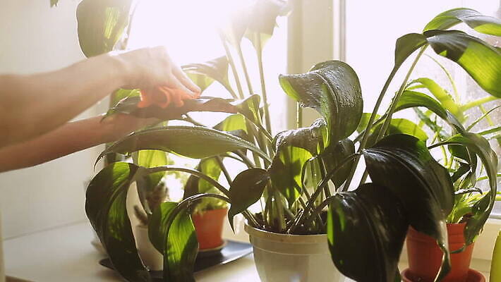 백인 라이프스타일 손 여자 화분 창문 실내 한명 성인 30대 수건 햇빛 MOV 해외동영상 클립영상 서양인 1 사람 내부 생활 신체부위 장년 위생용품 태양 동영상 파일형식