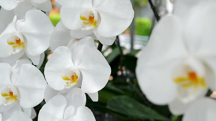 식물 공원 꽃잎 꽃 줄기 꽃다발 백그라운드 꽃무늬 휴식 사람없음 장식 햇빛 평화 정원 스파 봄 성장 벚꽃 흰색 신선 난초 고급 우아함 에코 유기농 보케 향기 아로마 부드러움 아로마테라피 내추럴 이국적 카피스페이스 그리너리 4K MP4 해외동영상 클립영상 웰빙 계절 공공시설 컬러 컨셉 무늬 태양 환경 공백 감각 냄새 테라피 동영상 파일형식 트랜드컬러